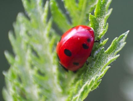 ladybug-prepare-yard-for-summer