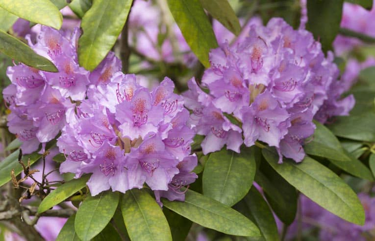 Purple rhododendron provides dense foliage and rich color.