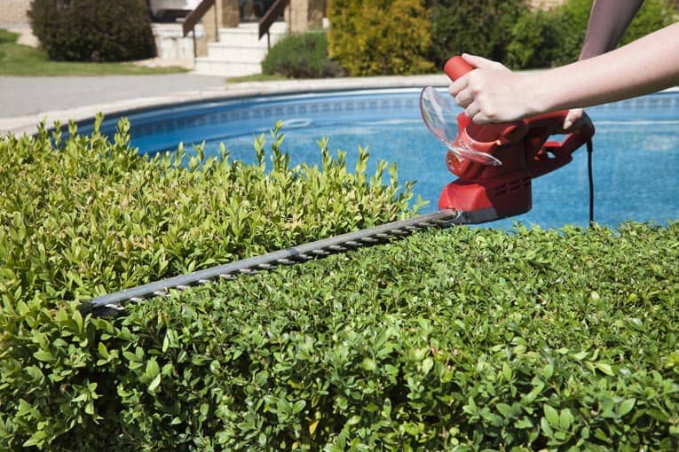 Electric hedge trimmer gives a quick and easy crew cut to an otherwise rangy hedge.