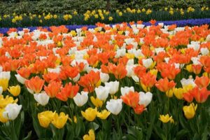 flower gardening, field of tulips