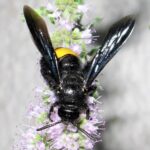 bee and garden pest
