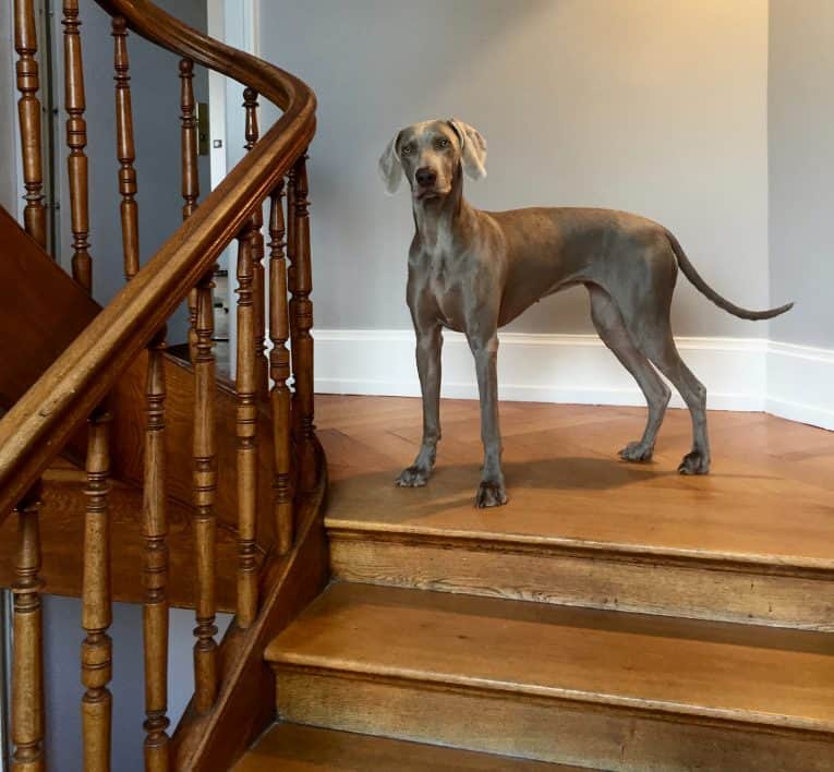 repair hardwood floor