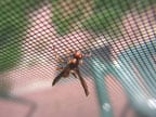 wasp on window screen