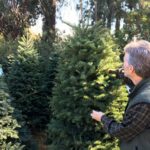 Man buying a fresh Christmas tree