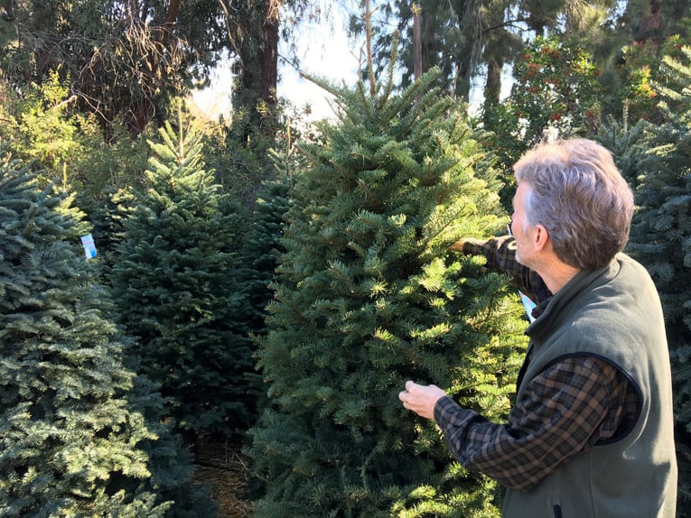 Man buying a fresh Christmas tree