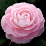 Camellia Flower