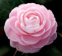 Camellia Flower