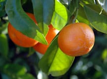 Citrus trees, grown in warm southern climates, are both practical and beautiful.