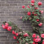 Climbing Roses