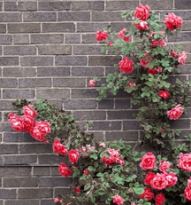 Climbing Roses