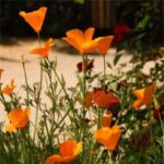 California poppies