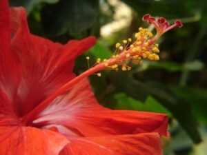 What are some tips for buying hibiscus?