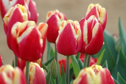 red and yellow tulips in garden