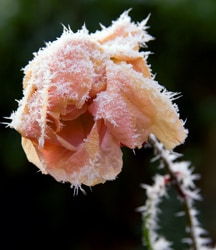 frozen rose