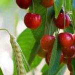 cherry growing on tree