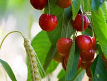 cherry growing on tree