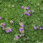 ground cover