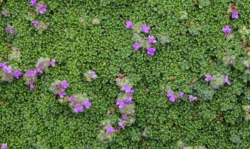 ground cover