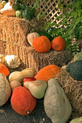 growing-pumpkins-gourds