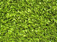 hedge-types