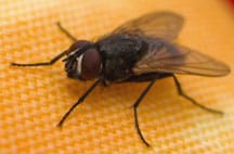 housefly