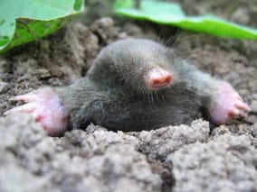 mole pest garden