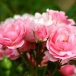 pink garden roses