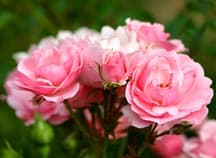 pink garden roses