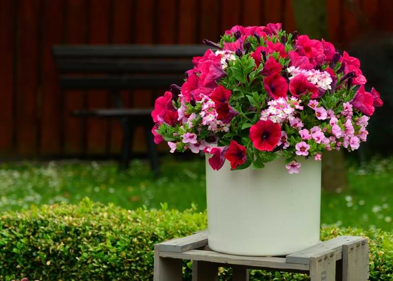 A potted pink petunia in front of a green lawn.