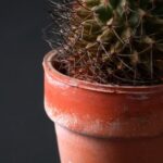 cactus in flower pot