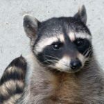 Raccoon