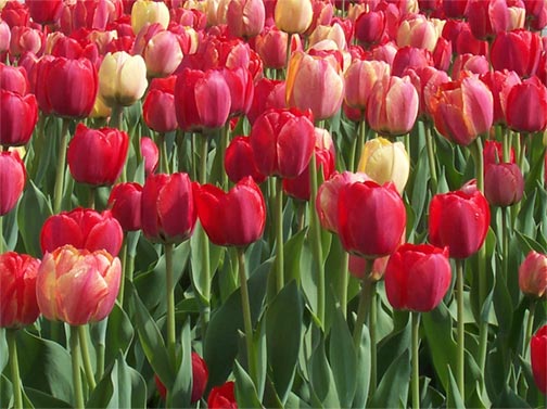 red-tulips