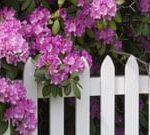 Rhododendrons