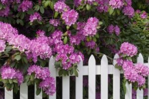 Camellias provide a stunning backdrop for this white picket fence.
