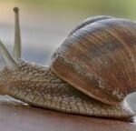 snail