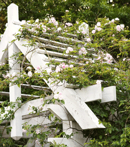 climbing vines