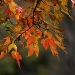 autumn fall leaves on trees