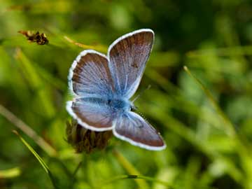 Butterflies are free...and beautiful in a natural style garden.