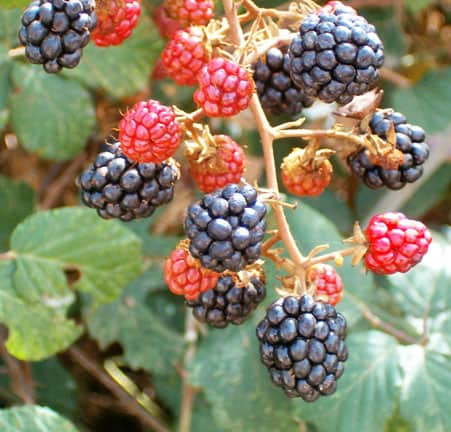 how to grow blackberries