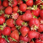 how to grow strawberries