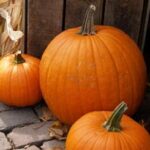 how to harvest pumpkins