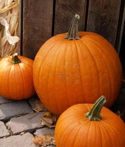 pumpkins gourds growing grow harvest