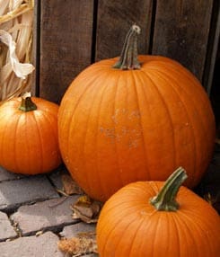 how to harvest pumpkins