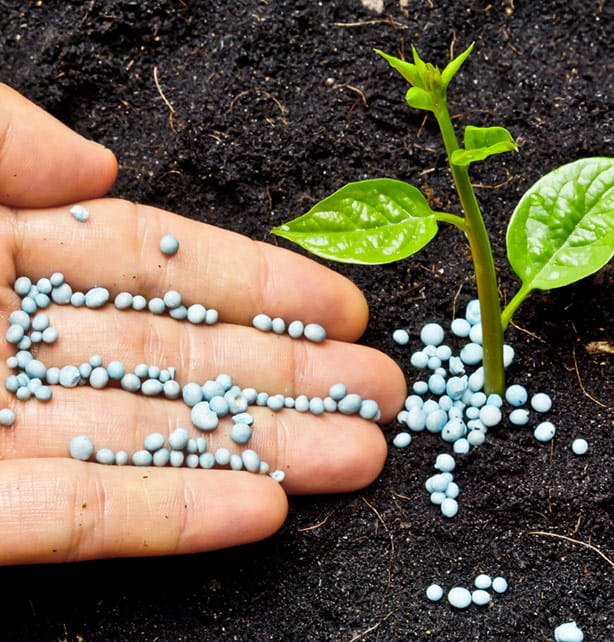 Mix slow-release dry fertilizer into the soil when you’re planting to nourish the new plants.