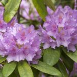 Purple rhododendron