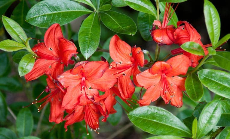 Red azaleas add spectacular color to a garden.