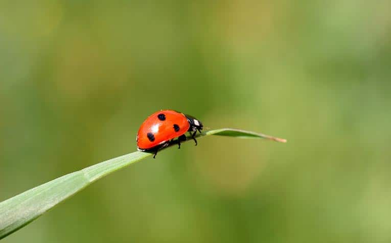 ladybug on plant