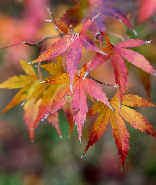 Japanese maple tree leaves