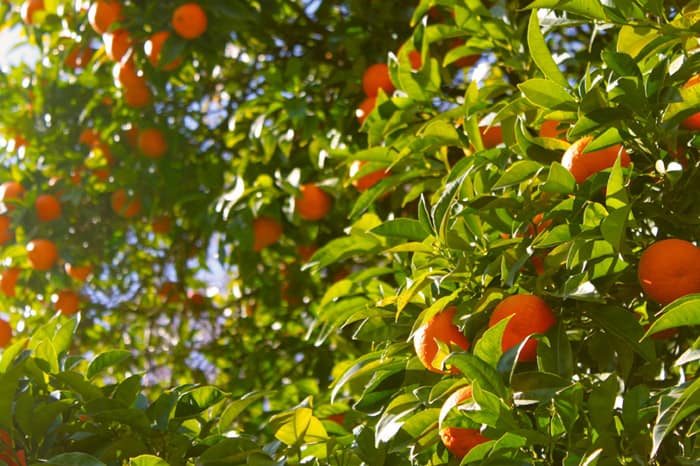 Orange trees in sunlight