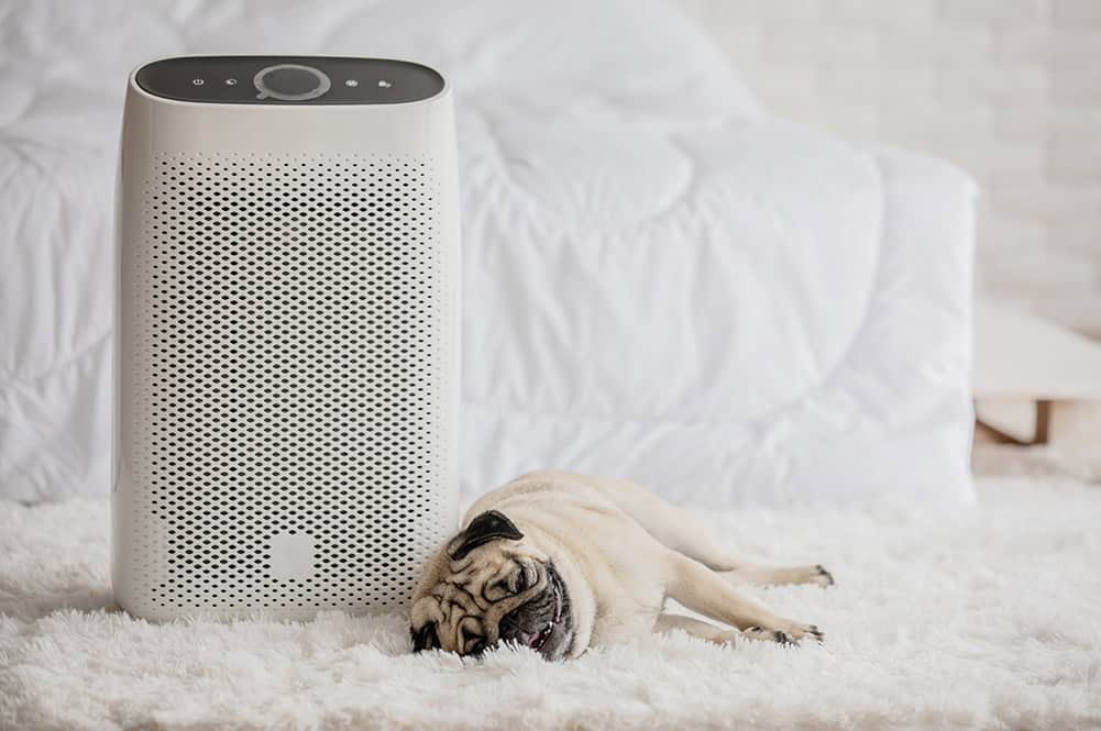 Pug dog lying next to an air purifier in a bright white bedroom.